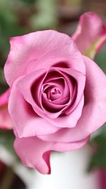 Close-up of pink rose