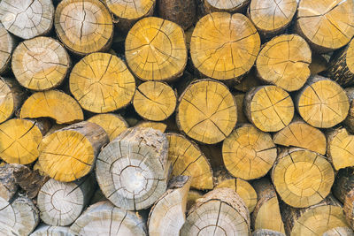 Full frame shot of logs in forest