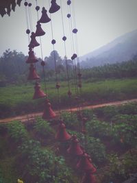 Plants growing on field against sky