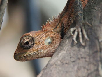 Close-up of a lizard