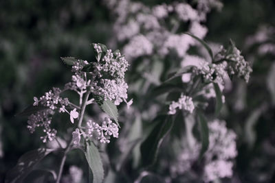 Close-up of purple flowering plant