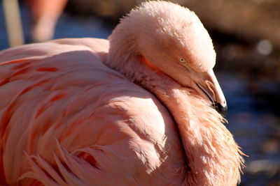 Close-up of duck