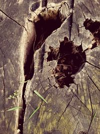 Full frame shot of tree stump