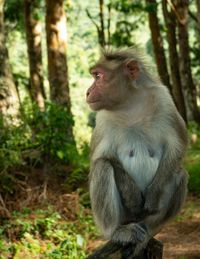 Close-up of monkey in forest