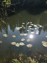 Reflection of trees in lake