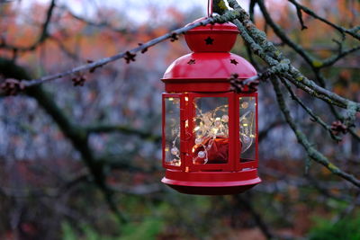 Low angle view of red lantern hanging on tree