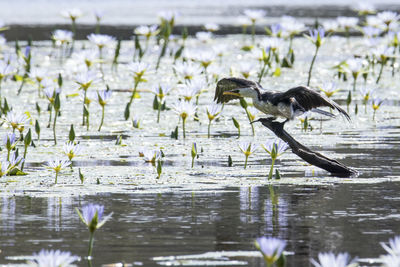 View of birds flying over lake