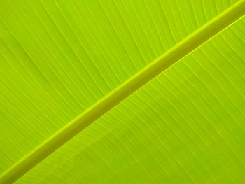 Pattern of banana leaf