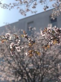 Close-up of cherry blossom