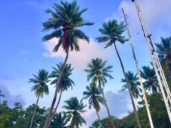 Low angle view of coconut palm trees against sky