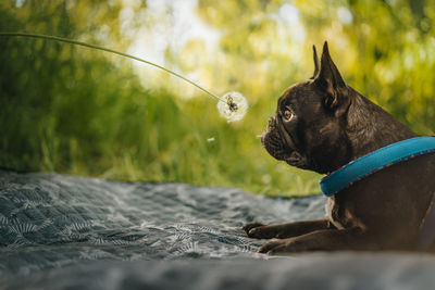 French bulldog dog looking at dandelion flower on field