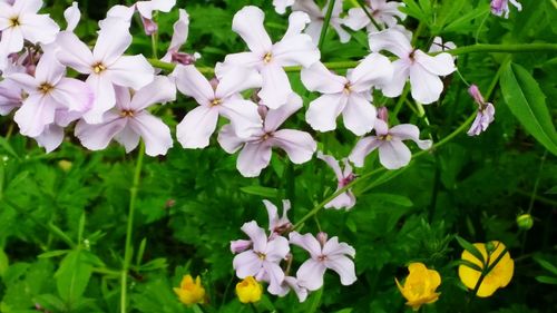 Close-up of white flowers