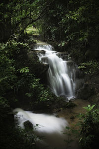 Scenic view of waterfall in forest