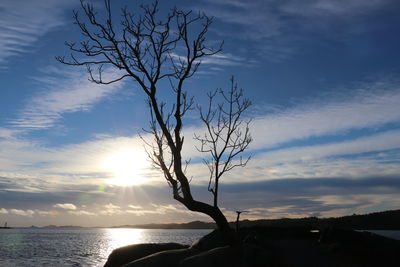 Silhouette bare tree by sea against sky during sunset