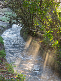 River amidst trees in forest