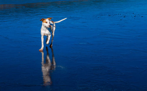 Dog running in a water