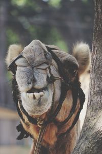 Close-up of camel