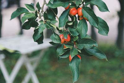 Close-up of berries growing on tree