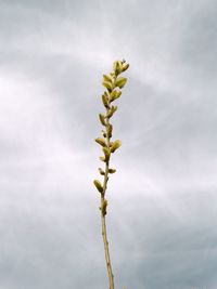 Close-up of plant against sky