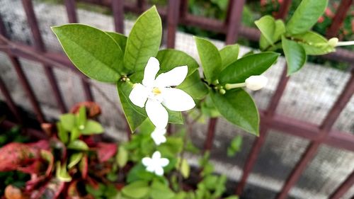 High angle view of white flowers blooming outdoors