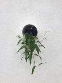 Close-up of potted plant against white wall