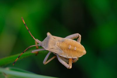 Close-up of insect on leaf