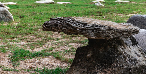 Close-up of driftwood on tree trunk in field