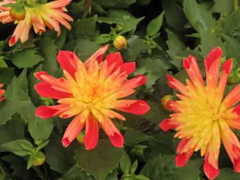 Close-up of orange flowering plants