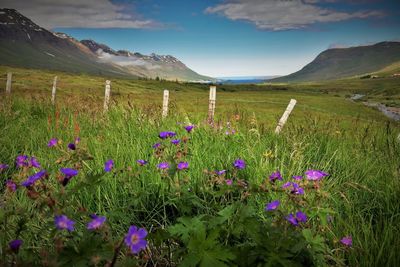 Plants growing on field