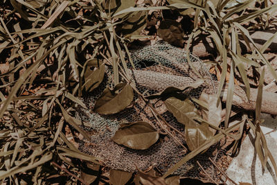 High angle view of dried leaves on field