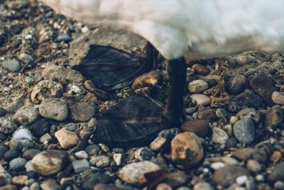 Close-up of swan on pebbles