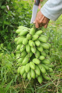 Full frame shot of hand holding fruit on field