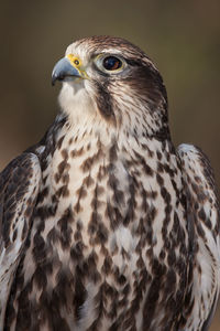 A portrait of a sakar falcon