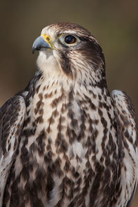 Close-up of eagle