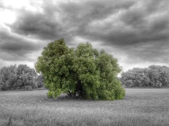 Trees on field against cloudy sky