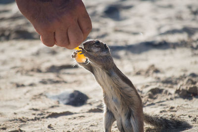 Close-up of hand feeding