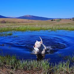 Dog on a lake