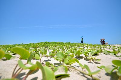 Plants growing on field against clear sky