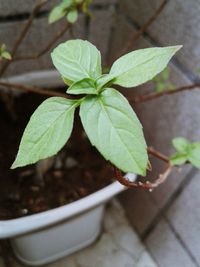 High angle view of fresh green plant