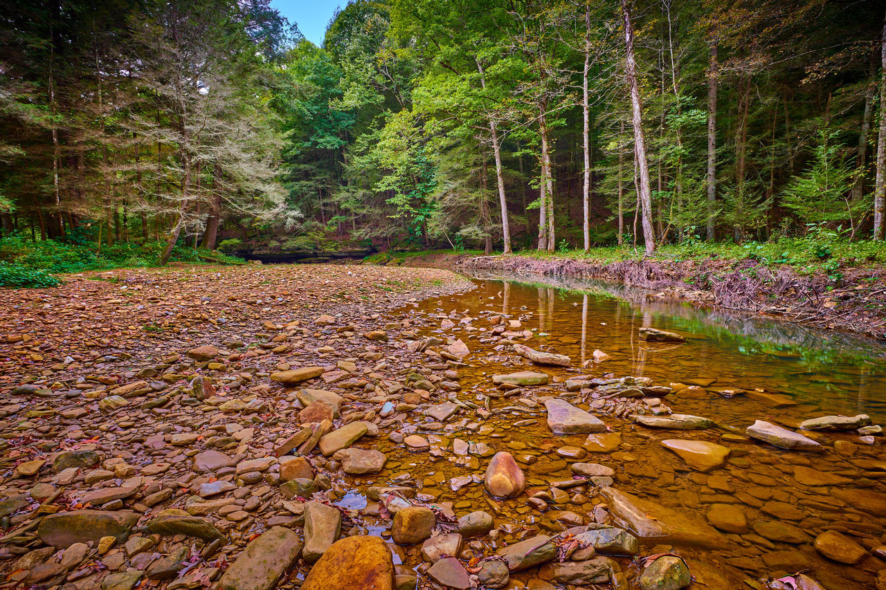 VIEW OF STREAM IN FOREST