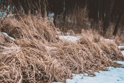Close-up of frozen plants on field