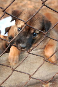 Close-up portrait of dog