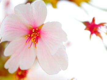 Close-up of pink cherry blossom