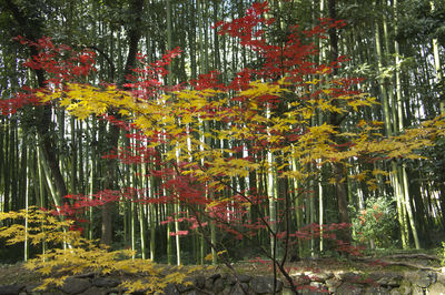 Scenic view of lake in forest during autumn