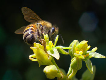 Close-up of bee pollinating on flower