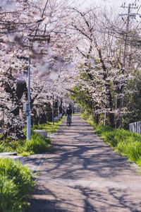 Rear view of person walking on road amidst flowering plants