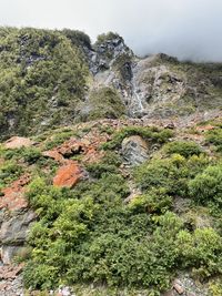 View of rocks in forest