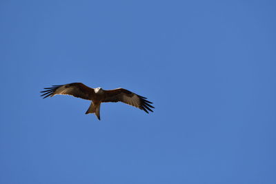 Low angle view of eagle flying in sky
