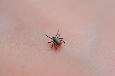 Close-up of insect on hand