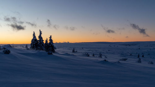 Sunset in the mountains. snow-covered trees against the yellow-blue sky. snow drifts